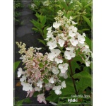 Hydrangea paniculata Harrys Souvenir - Hortensja bukietowa Harrys Souvenir - białe FOTO
