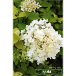 Hydrangea paniculata Harrys Souvenir - Hortensja bukietowa Harrys Souvenir - białe FOTO
