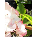 Hydrangea paniculata Levana - Hortensja bukietowa Levana - Hydrangea paniculata Cov - Hortensja bukietowa Cov - białe FOTO