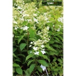 Hydrangea paniculata Levana - Hortensja bukietowa Levana - Hydrangea paniculata Cov - Hortensja bukietowa Cov - białe C3 20-60cm