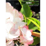 Hydrangea paniculata Levana - Hortensja bukietowa Levana - Hydrangea paniculata Cov - Hortensja bukietowa Cov - białe FOTO