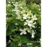 Hydrangea paniculata Levana - Hortensja bukietowa Levana - Hydrangea paniculata Cov - Hortensja bukietowa Cov - białe C3 20-60cm