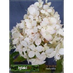 Hydrangea paniculata Limelight - Hortensja bukietowa Limelight - białe FOTO