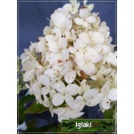 Hydrangea paniculata Limelight - Hortensja bukietowa Limelight - białe FOTO