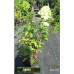 Hydrangea paniculata Limelight - Hortensja bukietowa Limelight - białe C7,5 100-125cm