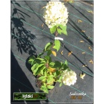 Hydrangea paniculata Limelight - Hortensja bukietowa Limelight - białe C7,5 100-125cm