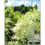 Hydrangea paniculata Phantom - Hortensja bukietowa Phantom - białoróżowe C5 60-80cm