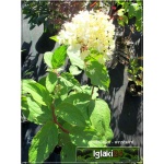 Hydrangea paniculata Phantom - Hortensja bukietowa Phantom - białoróżowe FOTO 