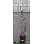 Hydrangea paniculata Phantom - Hortensja bukietowa Phantom - białoróżowe C5 60-80cm