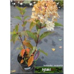 Hydrangea paniculata Renhy - Hortensja bukietowa Renhy - Hydrangea paniculata Vanille Fraise - Hortensja bukietowa Vanille Fraise - różowe FOTO