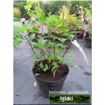 Hydrangea paniculata Renhy - Hortensja bukietowa Renhy - Hydrangea paniculata Vanille Fraise - Hortensja bukietowa Vanille Fraise - różowe C2 20-60cm