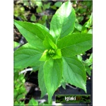 Hydrangea paniculata Renhy - Hortensja bukietowa Renhy - Hydrangea paniculata Vanille Fraise - Hortensja bukietowa Vanille Fraise - różowe C7,5 30-50cm