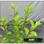 Hydrangea paniculata Renhy - Hortensja bukietowa Renhy - Hydrangea paniculata Vanille Fraise - Hortensja bukietowa Vanille Fraise - różowe C7,5 30-50cm