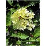 Hydrangea paniculata Renhy - Hortensja bukietowa Renhy - Hydrangea paniculata Vanille Fraise - Hortensja bukietowa Vanille Fraise - różowe C2 20-60cm