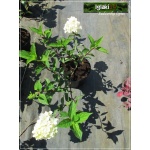 Hydrangea paniculata Renhy - Hortensja bukietowa Renhy - Hydrangea paniculata Vanille Fraise - Hortensja bukietowa Vanille Fraise - różowe FOTO