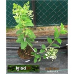 Hydrangea paniculata Sundae Fraise - Hortensja bukietowa Sundae Fraise - Hydrangea paniculata Rensun - Hortensja bukietowa Rensun - biało-różowe FOTO