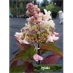 Hydrangea paniculata Sundae Fraise - Hortensja bukietowa Sundae Fraise - Hydrangea paniculata Rensun - Hortensja bukietowa Rensun - biało-różowe FOTO