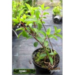 Hydrangea paniculata Sundae Fraise - Hortensja bukietowa Sundae Fraise - Hydrangea paniculata Rensun - Hortensja bukietowa Rensun - biało-różowe C2 20-60cm