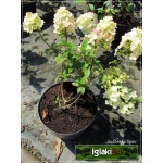 Hydrangea paniculata Sundae Fraise - Hortensja bukietowa Sundae Fraise - Hydrangea paniculata Rensun - Hortensja bukietowa Rensun - biało-różowe C2 20-60cm