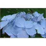 Hydrangea serrata Blue Deckle - Hortensja piłkowana Blue Deckle - niebieskie, różowe C7,5 40-60cm