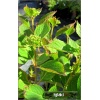 Hydrangea serrata Speciosa - Hortensja piłkowana Speciosa - białoróżowe FOTO 