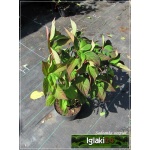 Hydrangea serrata Speciosa - Hortensja piłkowana Speciosa - białoróżowe C3 20-60cm 