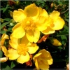 Hypericum Hidcote - Dziurawiec Hidcote - żółte FOTO 