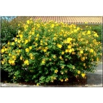 Hypericum Hidcote - Dziurawiec Hidcote - żółte C2 20-40cm