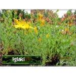 Hypericum polyphyllum Grandiflorum - Dziurawiec wielolistny Grandiflorum - żółty, wys 25, kw 6/9 FOTO