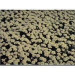 Iberis sempervirens Schneeflocke - Ubiorek wieczniezielony Schneeflocke - biały, wys 20, kw 4/5 C0,5  