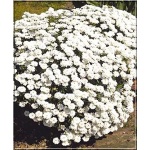 Iberis sempervirens - Ubiorek wieczniezielony - biały, wys 30, kw 4/5 FOTO