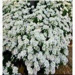 Iberis sempervirens - Ubiorek wieczniezielony - biały, wys 30, kw 4/5 FOTO