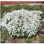 Iberis sempervirens - Ubiorek wieczniezielony - biały, wys 30, kw 4/5 C0,5 
