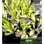 Inula orientalis grandiflora - Oman wschodni grandiflora - żółte, wys. 50, kw. 6/7 FOTO