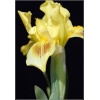 Iris pumila Gleaming Gold - Kosaciec niski Gleaming Gold - Irys niski Gleaming Gold - żółte, wys. 20, kw 4/5 FOTO