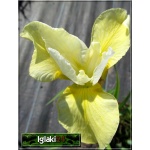 Iris sibirica Butter and Sugar - Irys Kosaciec syberyjski Butter and Sugar - żółte, wys. 100, kw. 5/6 FOTO zzzz
