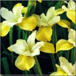 Iris sibirica Butter and Sugar - Irys Kosaciec syberyjski Butter and Sugar - żółte, wys. 100, kw. 5/6 FOTO zzzz