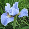 Iris sibirica Cambridge - Kosaciec syberyjski Cambridge - Irys syberyjski Cambridge - niebieskofioletowy, wys 90, kw 5/6 FOTO