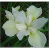 Iris sibirica Chartreuse Bounty - Kosaciec syberyjski Chartreuse Bounty - Irys syberyjski Chartreuse Bounty - kwiat biały z żółtym, wys. 95, kw. 5/6 FOTO
