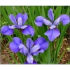 Iris sibirica Claret Cup - Kosaciec syberyjski Claret Cup - Irys syberyjski Claret Cup - niebieskie, płatki wewnętrzne jasniejsze, wys. 70, kw. 5/7 FOTO 