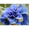 Iris sibirica Concord Crush - Kosaciec syberyjski Concord Crush - Irys syberyjski Concord Crush - kwiat niebiesko-fioletowy, pełny, wys. 70, kw. 6/7 FOTO