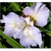 Iris sibirica Dawn Waltz - Kosaciec syberyjski Dawn Waltz - Irys syberyjski Dawn Waltz - kwiat różowo-lawendowy, wys. 65, kw. 6/7 FOTO