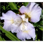 Iris sibirica Dawn Waltz - Kosaciec syberyjski Dawn Waltz - Irys syberyjski Dawn Waltz - kwiat różowo-lawendowy, wys. 65, kw. 6/7 C0,5 P