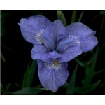 Iris sibirica Dear Delight - Kosaciec syberyjski Dear Delight - Irys syberyjski Dear Delight - kwiat jasnoniebieski, wys. 70, kw. 5/6 FOTO