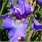 Iris sibirica Ever Again - Kosaciec syberyjski Ever Again - Irys syberyjski Ever Again - fioletowo-niebieski, wys. 85, kw. 5/7 FOTO 
