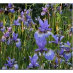 Iris sibirica Flight of Butterfly - Kosaciec syberyjski Flight of Butterfly - Irys syberyjski Flight of Butterfly - fioletowo-niebieskie z rysunkiem, wys. 80, kw. 6 FOTO