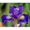 Iris sibirica Golden Edge - Kosaciec syberyjski Golden Edge - Irys syberyjski Golden Edge - fioletowy, wys. 75, kw. 5/7 FOTO 