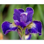 Iris sibirica Golden Edge - Kosaciec syberyjski Golden Edge - Irys syberyjski Golden Edge - fioletowy, wys. 75, kw. 5/7 FOTO 