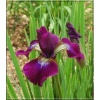 Iris sibirica Hubbard - Kosaciec syberyjski Hubbard - Irys syberyjski Hubbard - purpurowe, wys. 90, kw. 5/7 FOTO