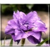 Iris sibirica Imperial Opal - Kosaciec syberyjski Imperial Opal - Irys syberyjski Imperial Opal - pełny, fioletowy, wys. 70, kw 5/6 FOTO 